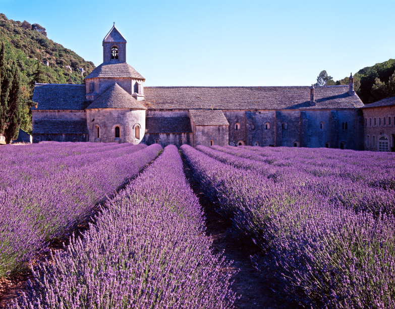 Lavender